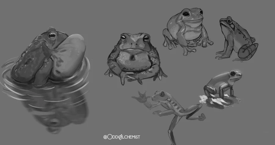 Greyscale Frog studies